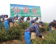 茶葉基地